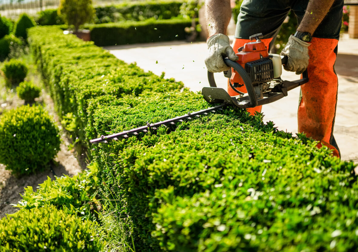 Hedge-Trimming-Services-in-West-Melbourne-(Image)