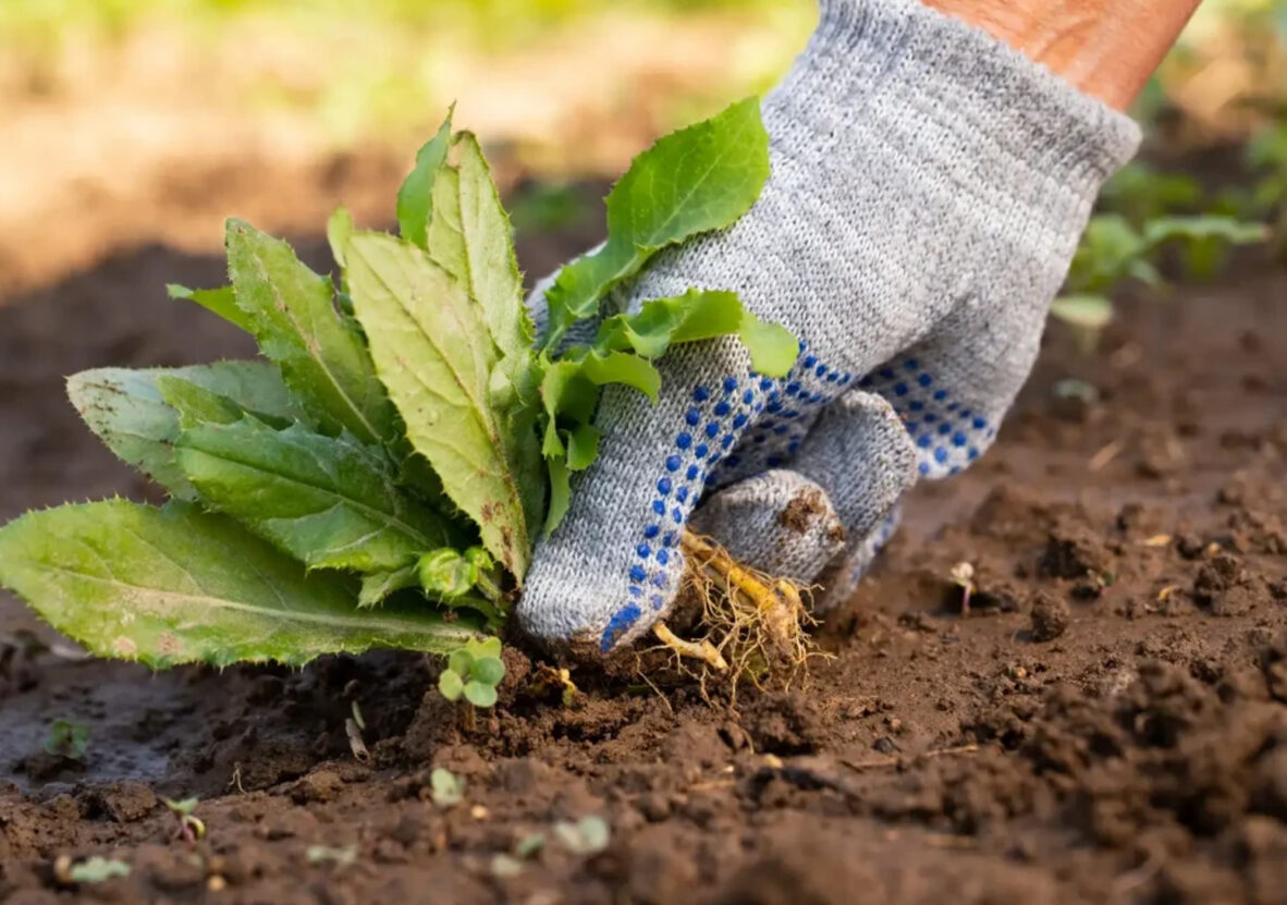 Img-02