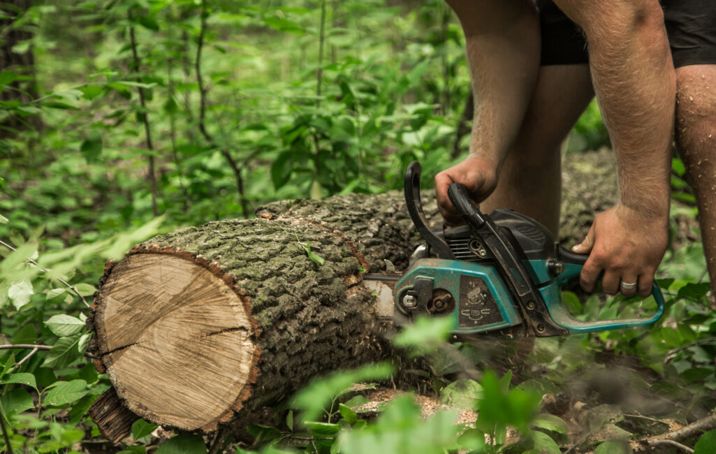 Planting-Tree-Cutting-&-Felling-Services-in-Melbourne-West-(Image)