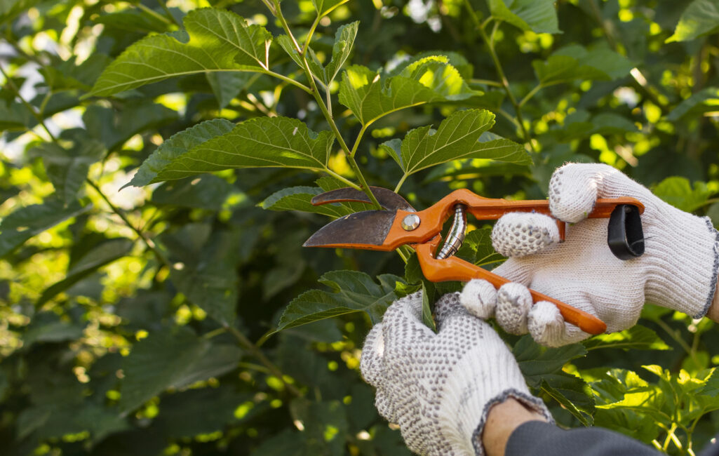 Pruning-Services-in-West-Melbourne-(Image)