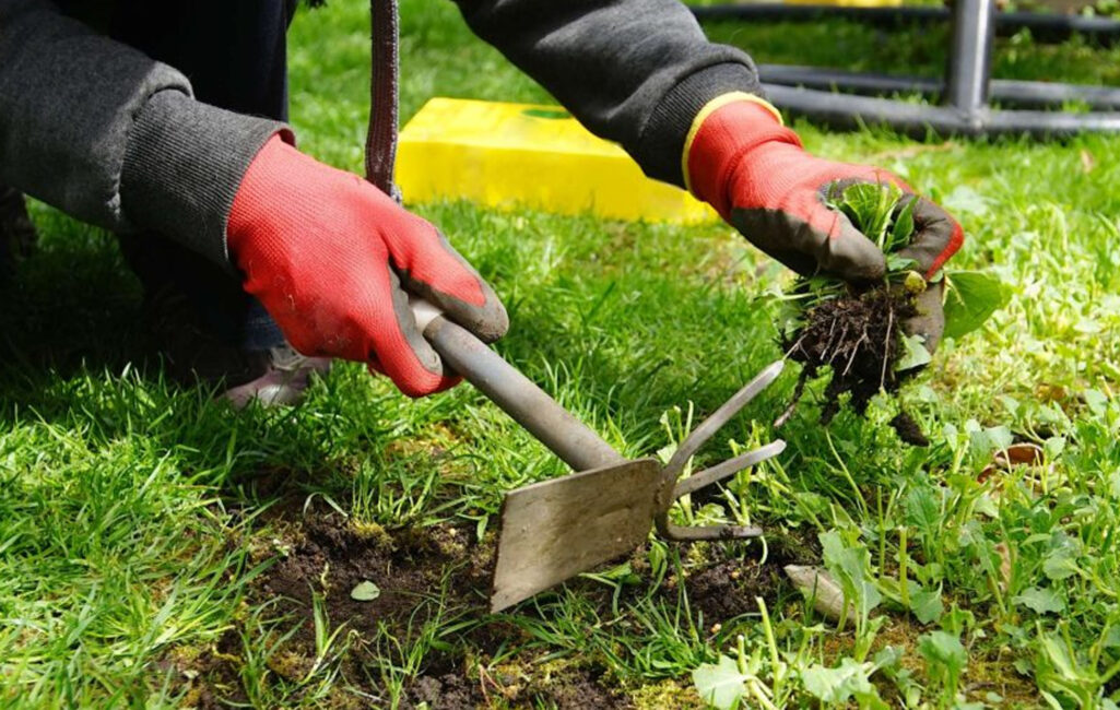 Weeding-Services-in-Melbourne-West
